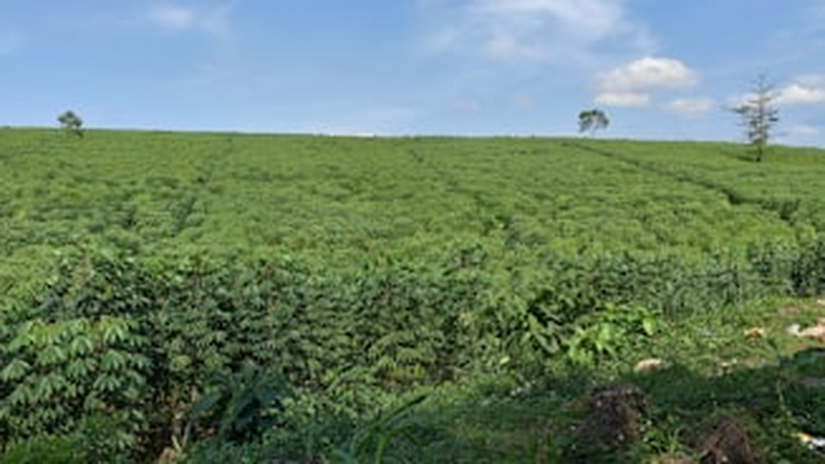 青空の下に広がる緑の畑の風景。スマホから離れて自然に向き合う時間を象徴するアイキャッチ画像。